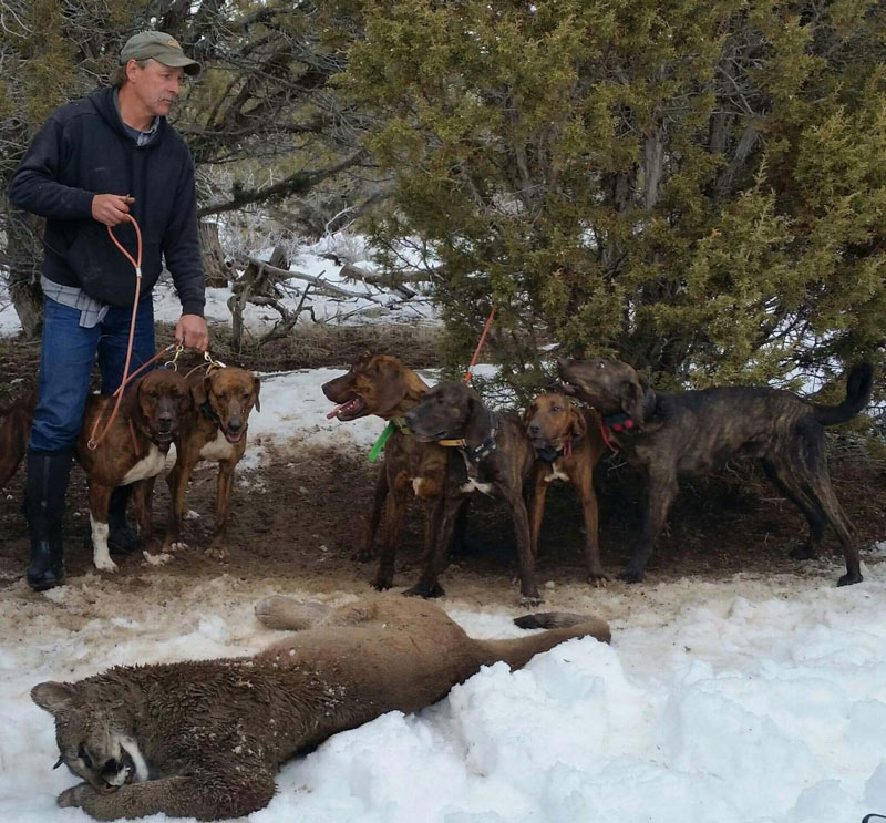 plott hound hunting